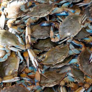 Live Blue Crab